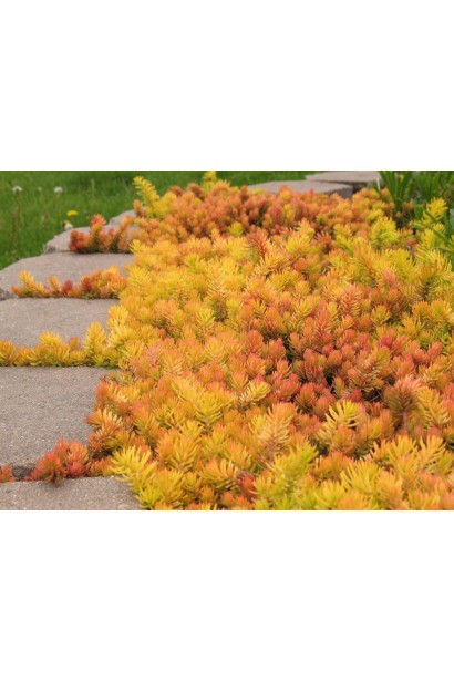 Очиток гірський Анжеліна